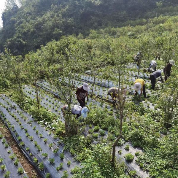 길쌈된 지상 덮개 조경 직물